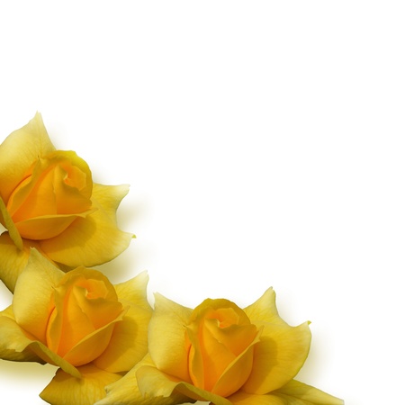 rose backgroundの写真素材