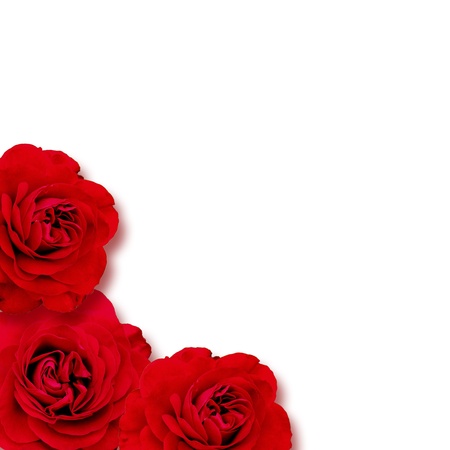 rose backgroundの写真素材