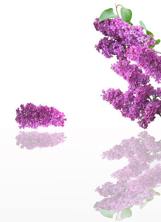 lilac flowers and empty space for your text の写真素材
