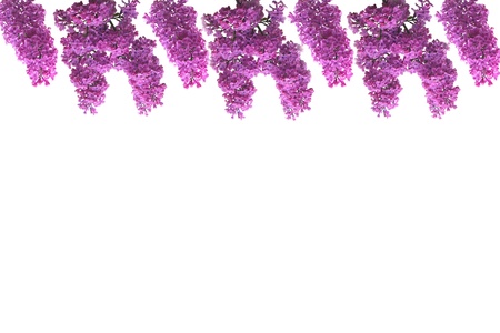 lilac flowers and empty space for your text の写真素材