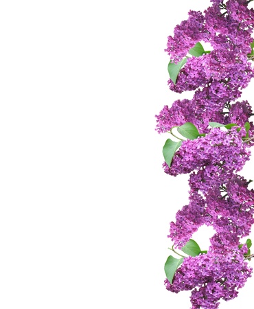 lilac flowers and empty space for your text の写真素材
