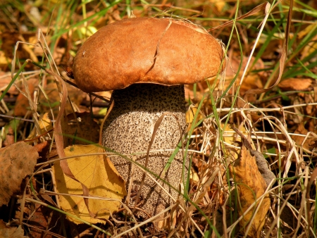 fungus           の写真素材