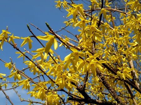                             forsythia   の写真素材