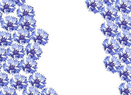 cornflowerの写真素材