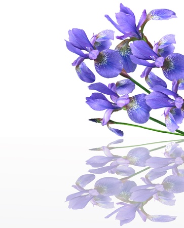 irisの写真素材