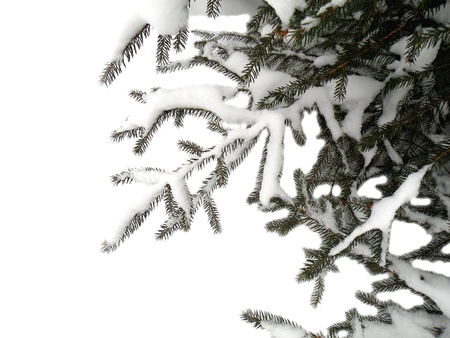 christmas treeの写真素材