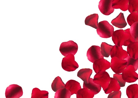 rose petalsの写真素材