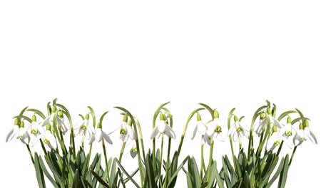 spring flowerの写真素材