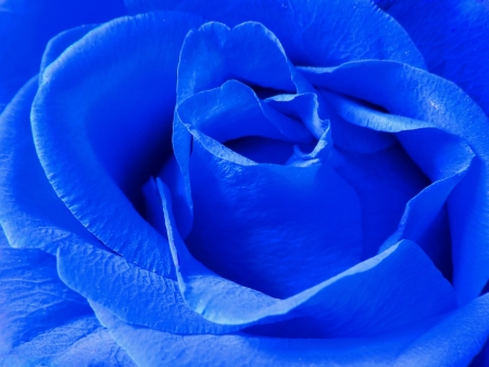                  blue rose              の写真素材