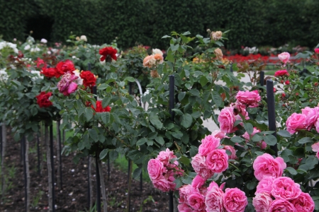 beautiful roses gardenの写真素材