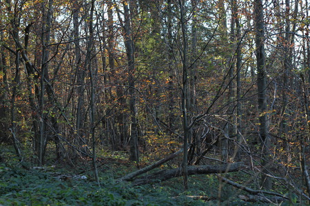 Autumn forest landscapeの写真素材