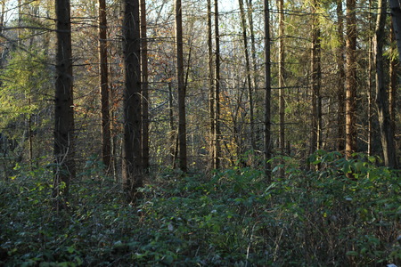Autumn forest landscapeの写真素材