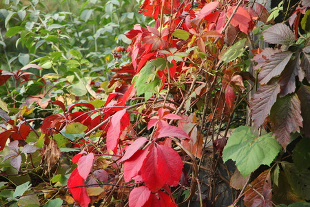 Vineard in autumnの写真素材