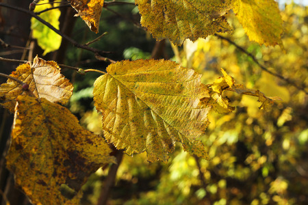 Autumn leaves treeの写真素材