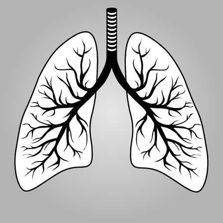 Human lungs organ illustration.のイラスト素材