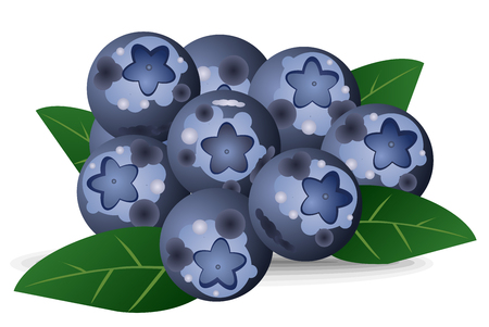Fresh, natural garden blueberries vector eps 10のイラスト素材