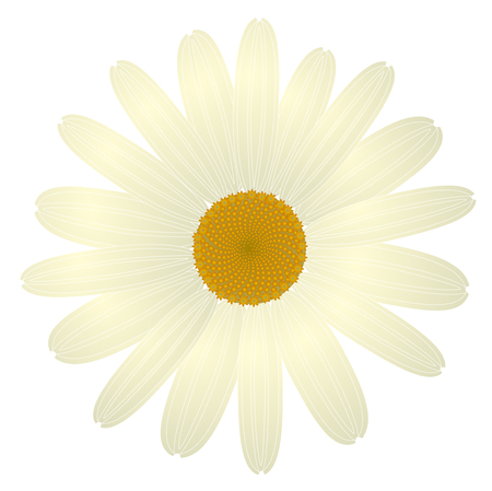 beautiful white daisy flower isolated. for holiday cards and invitations. Mother's day and holiday.のイラスト素材