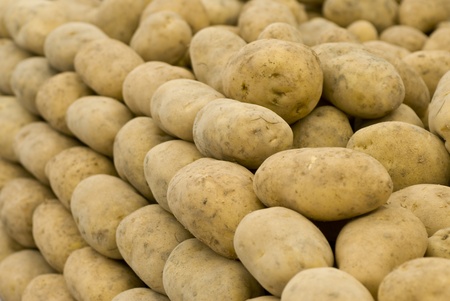 group of potatoesの写真素材