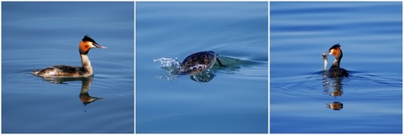 Collage of great Crested Grebe eating a fishの写真素材