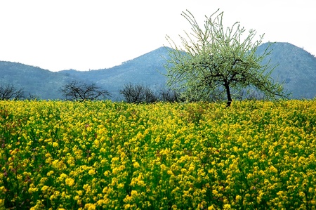 Yellow flower camp backgroundの写真素材