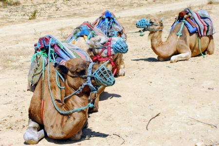 Group of camels in tour for Tunisian landの写真素材