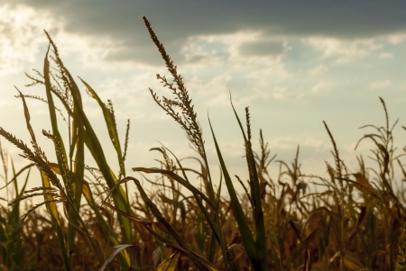 Details of a corn field in back light