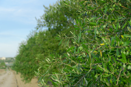 Details of olive trees with oliveの写真素材