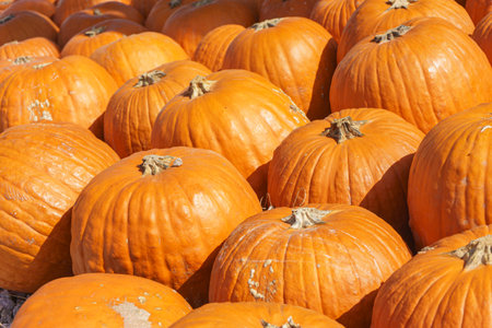 A vibrant display of orange pumpkins, showcasing the rich textures and colors synonymous with autumn