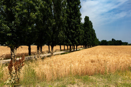 Ripe barley cultivation and rural road with trees, Parma, Italy