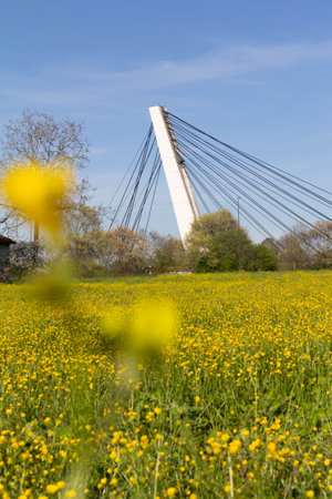 Italian canola flower plantation landscape. High quality photo
