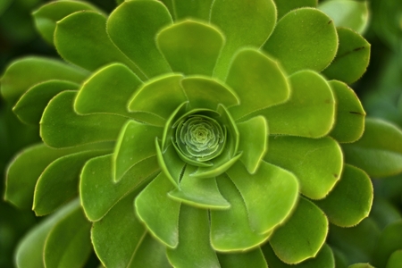 flower on the road through the mountains of Mallorca, Spainのeditorial素材