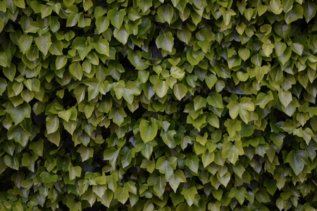 wall of green leaves in Cala Egos, Mallorca, Spainのeditorial素材