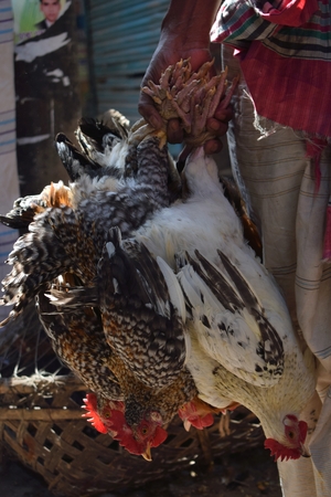 sale of chicken in the streets of Dhaka, Bangladeshのeditorial素材