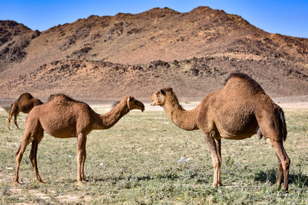 Couple of camels with mountains in the background in the desert, Saudi Arabia.の写真素材