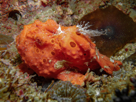 Frog fish, Central Visayas, Philippines.