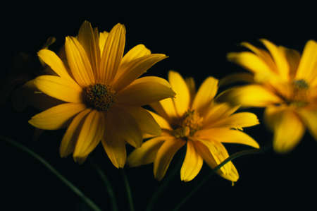 Closeup yellow flowers on a black backgroundの写真素材