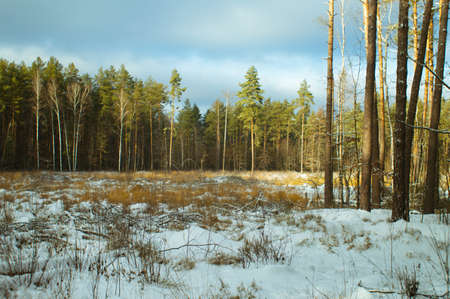 Early spring landscape in a spruce forest. Melting snow have contrastの写真素材