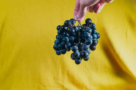 Large clusters of blue grapes on a yellow backgroundの写真素材