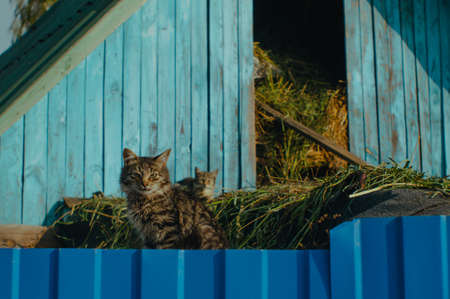 Two blue-eyed kittens sitting on a blue barnの写真素材