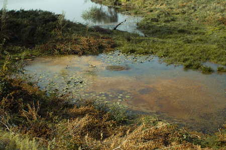 Contaminated lake outside the city with floating tires and algaeの写真素材