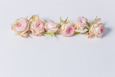 beautiful spray roses, pink flowers, arranged in a row on white background, close upの写真素材