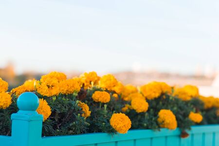 Close up of yellow flowers marigolds on the street in the gardenの写真素材