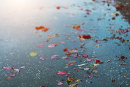 Beautiful autumn red and yellow leaves on a wet road on the street