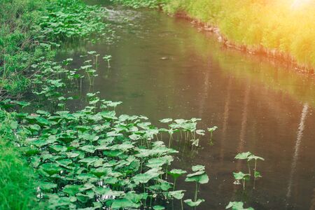 Beautiful nature background, river and grass, beach in summer. Landscapeの写真素材