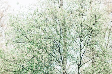 Beautiful green background of flowering cherry trees in spring