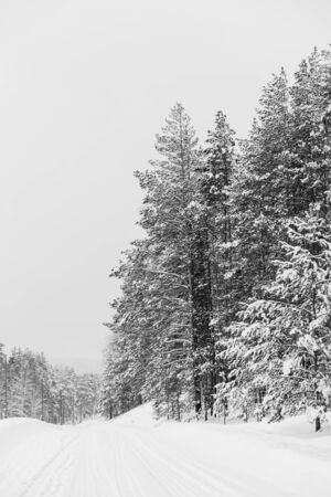 Black and white photo of winter nature, road while travelingの写真素材