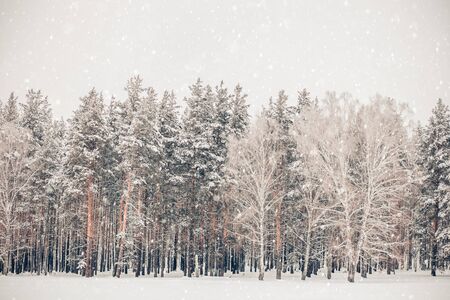 Beautiful winter nature, trees, white snow, snowfallの写真素材