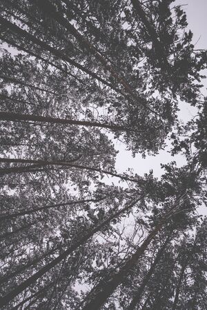 View from below the tops of pine trees against the sky. The branches of the trees are covered with white snow. Black and white photoの写真素材