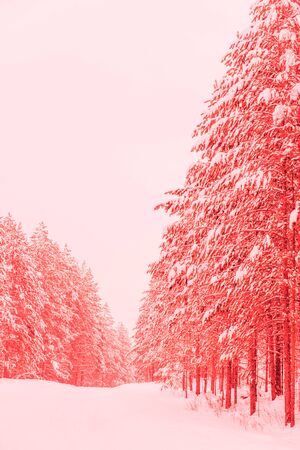 Abstract bright color photo of a winter landscape, coralの写真素材