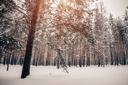 Beautiful winter forest, high pine trees covered with white snow in natureの写真素材